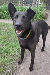 Ошейник для собак водостойкий WAUDOG Waterproof c QR-паспортом пластиковая пряжка-фастекс Ш 25 мм Дл 38-58 см Черный (27771Collar)