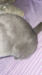 Фурминатор для котов с короткой шерстью FURminator размер M/L (691661) (4048422141259) фото от покупателей 4