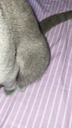 Фурминатор для котов с короткой шерстью FURminator размер M/L (691661) (4048422141259) фото от покупателей 3