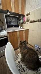 Компактная посудомоечная машина iHunt Bro Dishwasher Xpert, 6 программ, бак 5 л, 950 Вт, сушка, бело/чёрная фото от покупателей 2