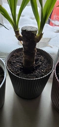 Растение в горшке Юкка Yucca фото от покупателей 1