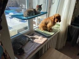 Лежанка для кота на окно подвесная гамак для кошки на присосках (ОL-152925) фото от покупателей 6