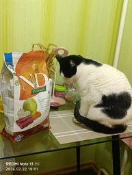 Farmina N&D Grain Free Pumpkin Venison & Apple Adult беззерновой корм для взрослых кошек с олениной, тыквой и яблоком, 300г фото от покупателей 1
