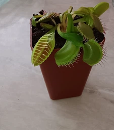 Рослина Dionaea muscipula Венерина мухоловка Діонея невелика в горщику