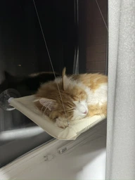 Спальное место для кошки кровать лежанка оконная гамак Sunny Seat Window фото от покупателей 3