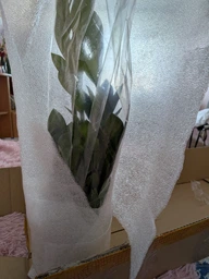 Zamio Zamiifolia Замиокулькас замиофолия14см горшок, 60см высота фото от покупателей 8