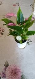 Растение Антуриум Лилли (Anthurium Lilli) в горшке 10 см, высотой 25-35 см, с цветками.