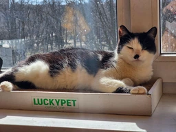 Царапка ЭКО "Подиум мини" картон LuckyPet, 24x50x5 фото от покупателей 1