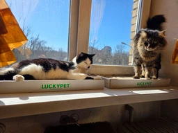 Эко когтеточка Lucky Pet Подиум 33х50х5 (4820224213774)