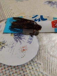 Коники - смажені та гострі пряні снеки комах 30g | Latiao Insects