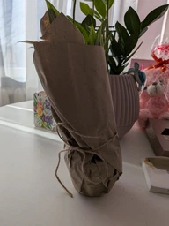 Спатифілум жіноче щастя кімнатна рослина / Spathiphyllum Chopin Teodim висота 25-30 см 6531 фото от покупателей 1