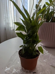 Спатифілум жіноче щастя кімнатна рослина / Spathiphyllum Chopin Teodim висота 25-30 см 6531