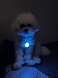 Фонарик для собак и кошек WAUDOG LED в силиконовом чехле, светящийся USB диаметр 37 мм (8882Collar) фото от покупателей 3