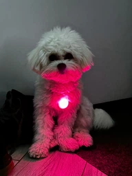 Фонарик для собак и кошек WAUDOG LED в силиконовом чехле, светящийся USB диаметр 37 мм (8882Collar)