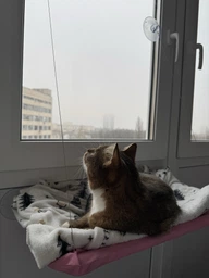 Лежанка для кота оконная VMHouse лежачок гамак для кошки спальное место на присосках розовый (0014-0004) фото от покупателей 4