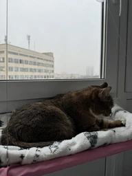 Лежанка для кота оконная VMHouse лежачок гамак для кошки спальное место на присосках розовый (0014-0004) фото от покупателей 3