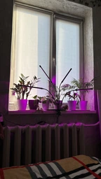 Фитолампа USB для роста растений на 3 лампы, светодиодная LED фито лампа на прищепке светильник для комнатных цветов и рассады фото от покупателей 1