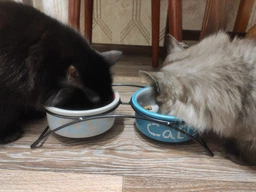 Миски керамические на подставке Trixie «Eat on Feet» 2 x 300 мл / 12 см (разноцветные) фото от покупателей 1