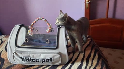 Сумка переноска для кота кошки котенка собаки домашних животных до 8 кг прозрачная с ремешком на плечо кошачьи сумки для переноски котов кошек собак котят серая 45×28×28 см (002294) фото от покупателей 4
