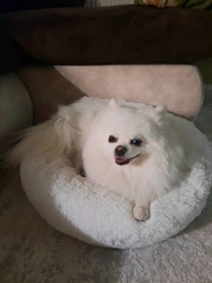 Сухий корм для собак дрібних порід з білою шерстю Nature's Protection Superior Care White Dogs Adult Small з ягням 17 кг (4771317459930)