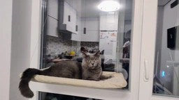 Лежанка гамак для котів віконна на присосках 54x30 см Бежевий (60119) фото від покупців 3