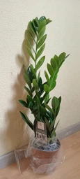 Zamio Zamiifolia Замиокулькас замиофолия14см горшок, 60см высота фото от покупателей 6