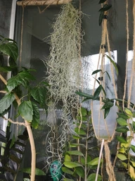 Тиландсия атмосферная уснеподобная (Tillandsia usneoides), Луизианский мох фото от покупателей 2