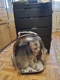 Рюкзак переноска для кота кошки собаки домашних животных до 8 кг с окошком прозрачный кошачьи рюкзаки для переноски котов кошек маленьких собак зелёный (002277) фото от покупателей 8