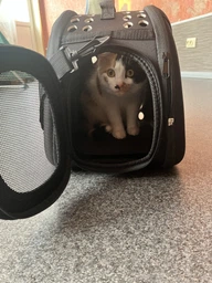 Сумка переноска для кота кошки котят собаки домашних животных до 8 кг с окошком и ремешком на плечо кошачьи сумки для переноски котов кошек маленьких собак черная 42x28x32 см (002169) фото от покупателей 5