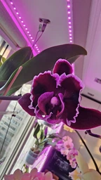 Орхидея (нецветущий подросток) TopDreams Phal 5021 Summer Breath, квіти 7 см, 1.7 (мох)