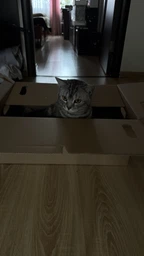 Миючий пилосос Thomas Amfibia PRO Animal фото від покупців 1