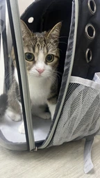 Рюкзак переноска для кота кошки собаки домашних животных до 8 кг с окошком прозрачный кошачьи рюкзаки для переноски котов кошек маленьких собак зелёный (002277) фото от покупателей 3