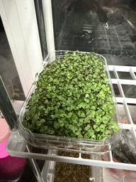 Фітолампа Full Spectrum LED Grow Light подвійна на прищіпці. Світильник для рослин, розсади, квітів. Таймер, USB, 20W фото від покупців 1