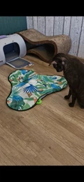 Интерактивная игрушка пряталка когтеточка для кошек и собак с датчиком движения перьями и звуками автоматическая дразнилка для кота USB зарядка с присосками Прятки 3 фото от покупателей 4