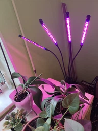 Фитолампа для растений на 4 ветки светодиодная LED с таймером USB 20Вт, настольная лампа для роста и цветения, комнатных и тепличных растений с клипсой-зажимом и USB питанием, красный, фиолетовый и синий свет Черная LP-418