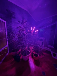 Світлодіодна фітолампа для росту рослин та розсади Gardlov Повний спектр 4 голови фото від покупців 4