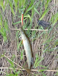 Воблер на щуку JerkBait 110SP /16 грам Col 9