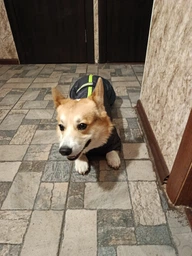 Комбінезон для собак Pet Fashion «RAIN» 6-XL (червоний)