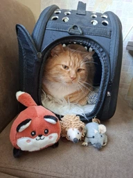 Сумка переноска для кота кошки котят собаки домашних животных до 8 кг с окошком и ремешком на плечо кошачьи сумки для переноски котов кошек маленьких собак черная 42x28x32 см (002169)
