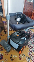 Моющий пылесос с аквафильтром THOMAS DRYBOX AMFIBIA PET фото от покупателей 7
