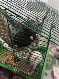 Корм для грызунов LoLo PETS полнорационный корм для декоративных крыс 1.9 кг (5904479715616)