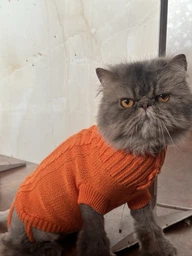 Светр для котів (кішок) Преміум M Блакитний