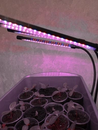 Фитолампа для растений на 4 ветки светодиодная LED с таймером USB 20Вт, настольная лампа для роста и цветения, комнатных и тепличных растений с клипсой-зажимом и USB питанием, красный, фиолетовый и синий свет Черная LP-418 фото от покупателей 18