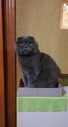 Ласощі для котів Miamor Cat Snack Salmon Cream з лососем 6 стіків по 15 грам фото від покупців 2