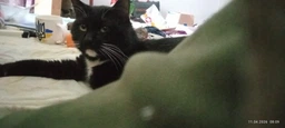 Сухий корм для дорослих стерилізованих котів Purina Cat Chow Sterilised із куркою 1.5 кг