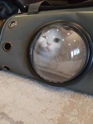 Сумка переноска для кота кошки собаки домашних животных до 8 кг с окошком иллюминатором и ремешком на плечо кошачьи сумки для переноски котов кошек маленьких собак котенка серая (002166) фото от покупателей 1
