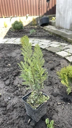 Кипарисовик Columnaris (горшок р9)