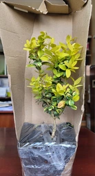 Самшит "Аureovariegata" (в горшку D1.)
