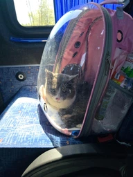 Прозорий рюкзак для перенесення тварин Pet Cat для котів та собак Pink