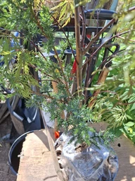Японский клен Japanese maple, acer palmatum Inaba-shidare, 60-80см, объем горшка 3л фото от покупателей 1
